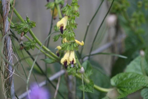 Salvia bulleyana