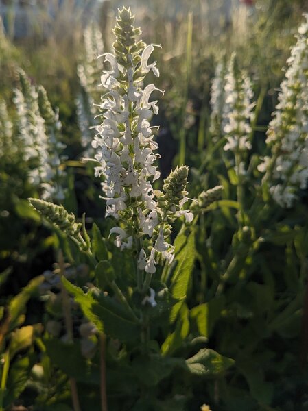 Salvia nemorosa Adrian