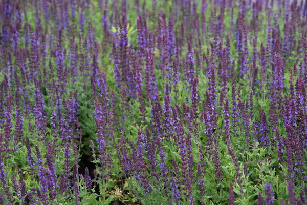Salvia nemorosa 'Blaukönigin'