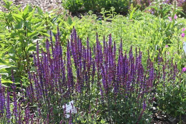 Salvia nemorosa 'Caradonna' Lubera