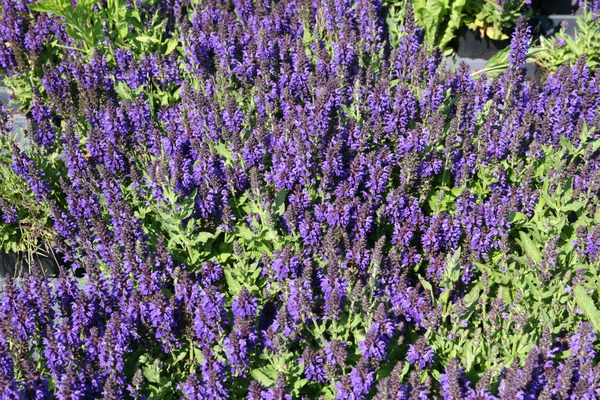 Salvia nemorosa 'Marcus' 