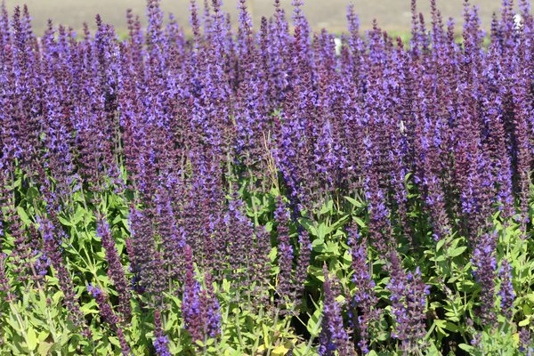 Salvia nemorosa Ostfriesland