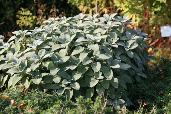 Salvia officinalis 'Berggarten'