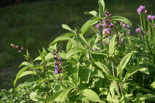 Schädlingsvertreibende Pflanzen, Apotheker Salbei, Salvia officinalis