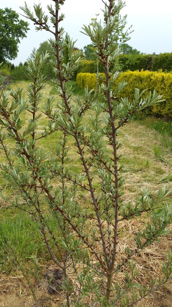 Etablierte Pflanze im Garten