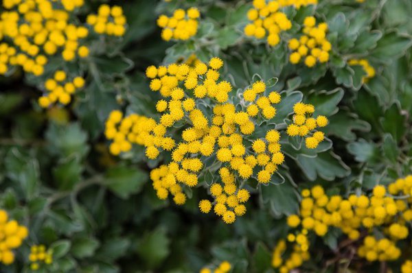 Arenaria Montana mit gelben Blüten