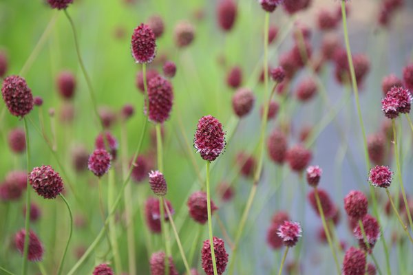 Sanguisorba officinalis 'Burgundy' 