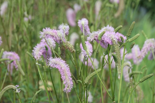 Sanguisorba hakusanensis 'Pink Brushes'