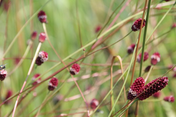 Sanguisorba officinalis 'Red Thunder' 