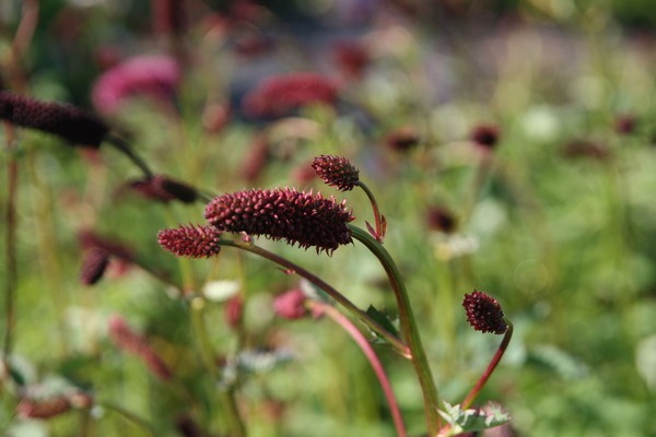 Sanguisorba menziesii