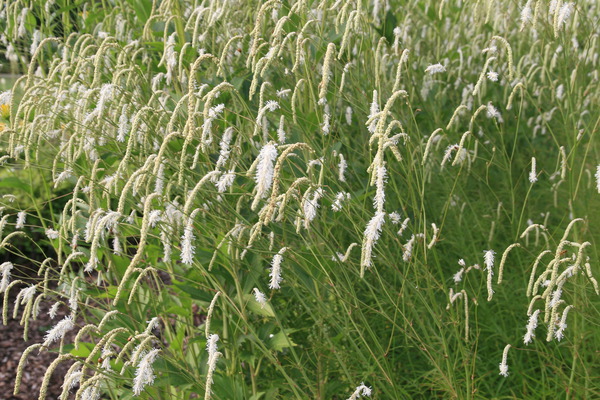 Sanguisorba tenuifolia 'Albiflora'