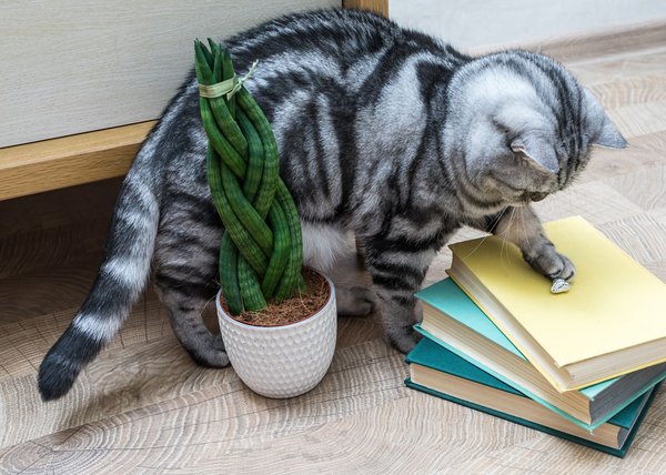 Für Tiere ist die Sansevieria giftig!