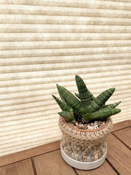 Sansevieria cylindrica regelmäßig giessen!