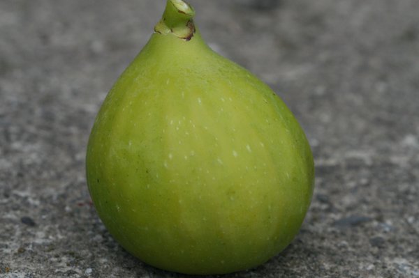 Fruchtfeige Sardegna Fiorone