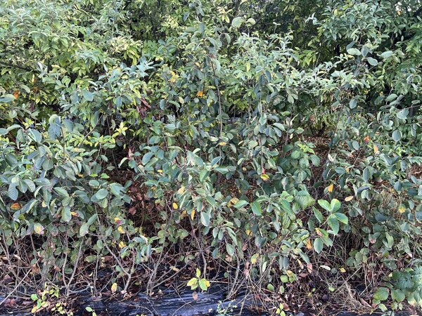 Saskatoon Beere, Amelanchier alnifolia, Trockenheit 2026