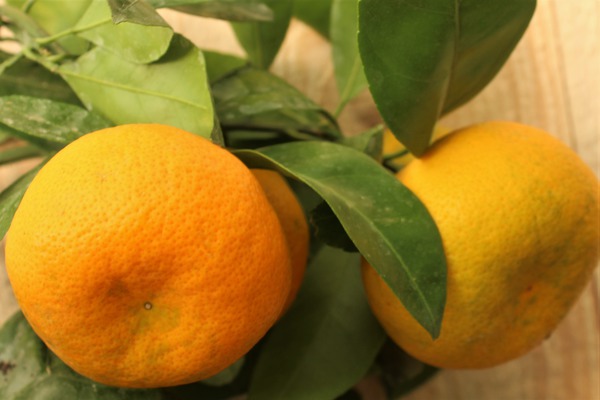 Satsuma-Mandarine Citrus unshiu