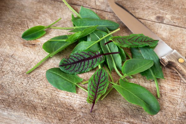 Rumex acetosa eignet sich hervorragend zum Würzen