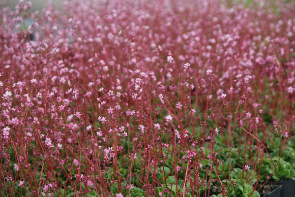 Saxifraga x urbium 'Clarence Elliott' (veg)