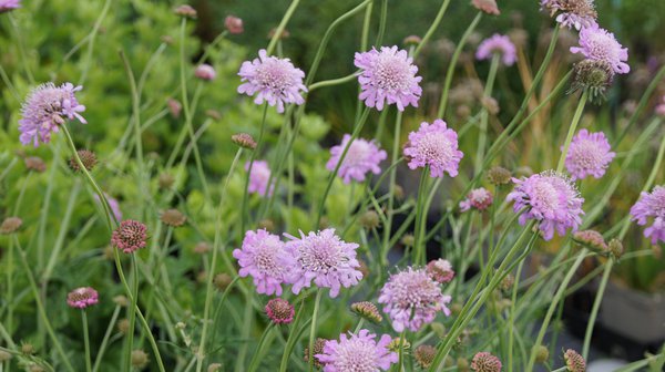 Scabiosa columbaria Pink Mist, Scabiosen, Geissblattgewchs