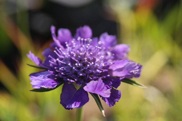 Scabiosa caucasica 'Perfecta'