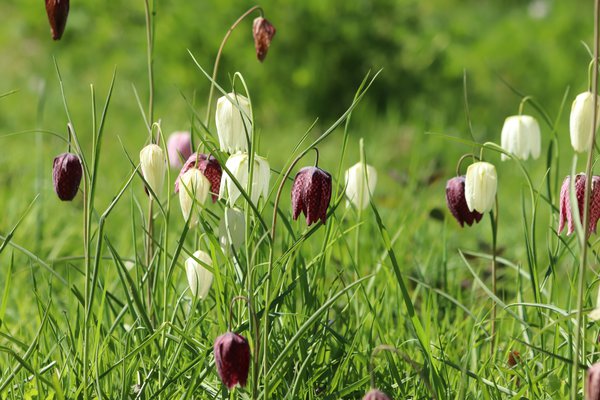 Schachbrettblume pixabay