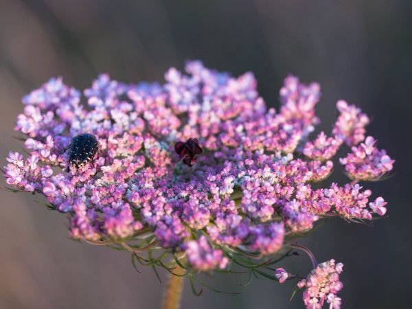 Pflanzenfotos machen