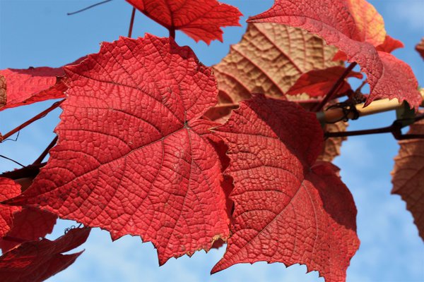 Scharlachwein, rostrote Weinrebe (Vitis coignetiae)