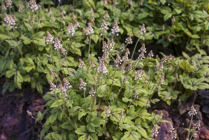 Tiarella