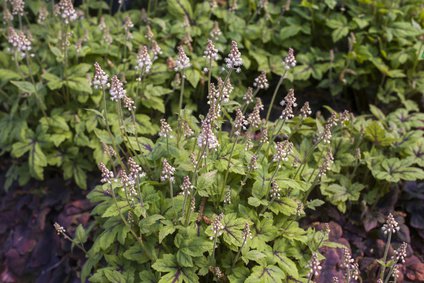 Tiarella 