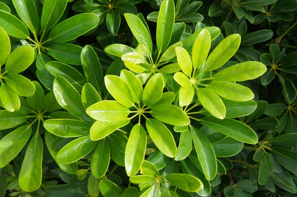 Schefflera verliert Bltter Lubera