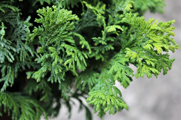 Mooszypresse - grünes Laub