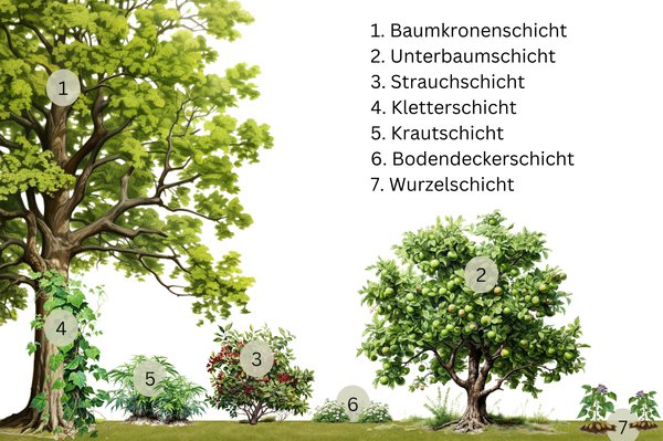 Waldgarten, Permakultur, Bodenschichten, Lubera