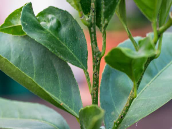 Citrus sinensis Schildläuse