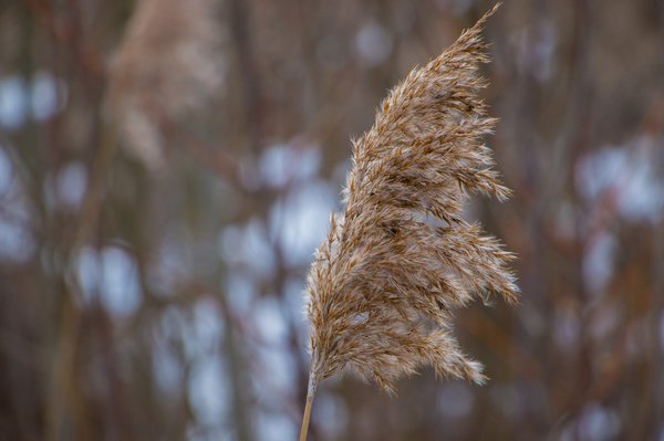 Schilf ist winterhart.