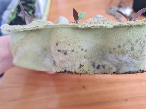 Mein erster Garten, der Garten im April, Jana Laura Lange