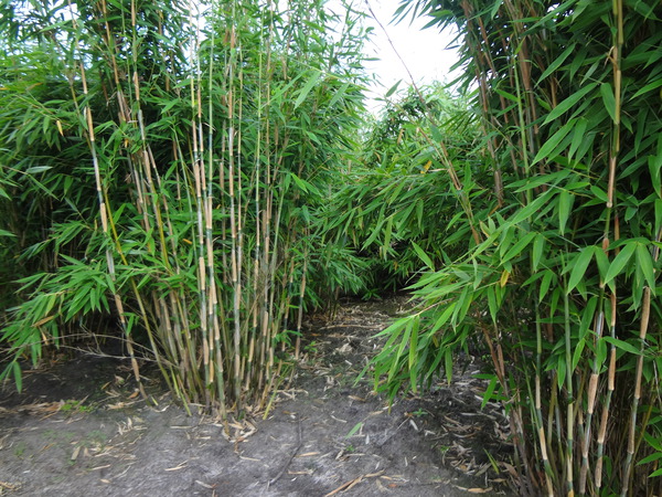 Bambus Fargesia - die ganze Pflanze