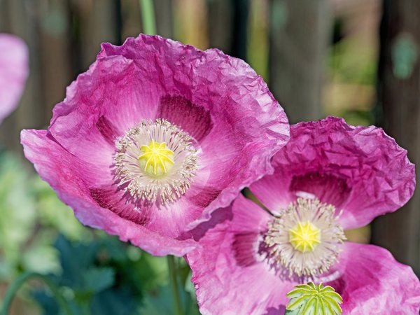 Schlafmohn, Papaver somniferum