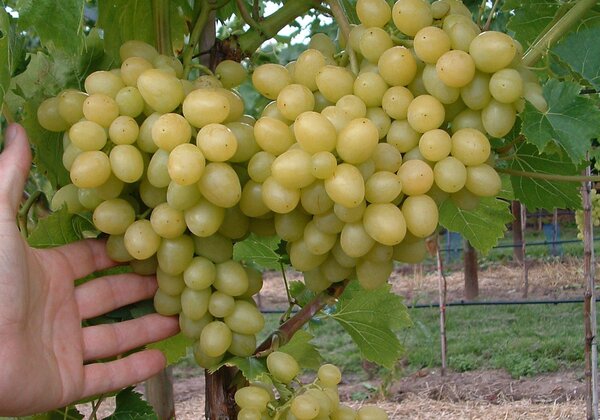 Weinrebe, Schlaraffentraube, Grosso Arkadia (quer)