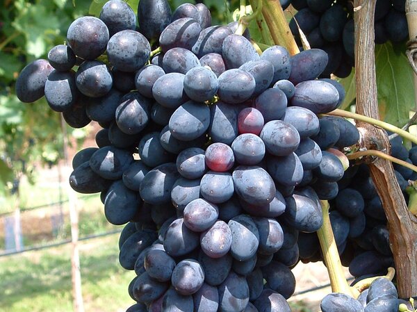 Weinrebe, Schlaraffentraube, Grosso Kodrianka (quer)