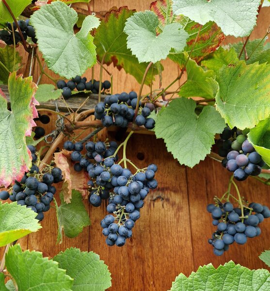 Schlaraffentraube Michurinskiy, Vitis vinifera