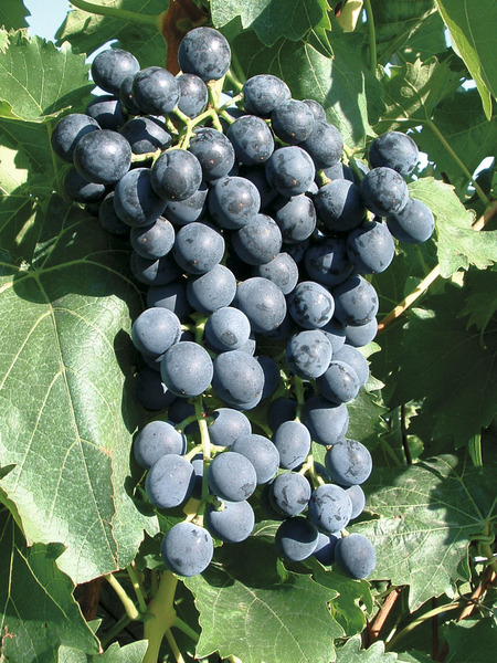 Schlaraffentraube Muscat bleu