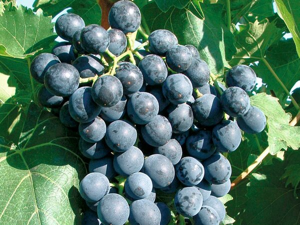 Weinreben, Schlaraffentraube, Muscat bleu (quer)