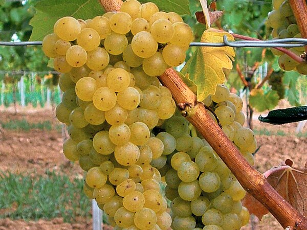 Weinrebe, Schlaraffentraube, Seyval Blanc (quer)