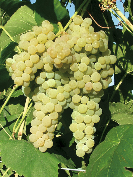 Waldgarten, kernlose Schlaraffentraube White Dream, Lubera