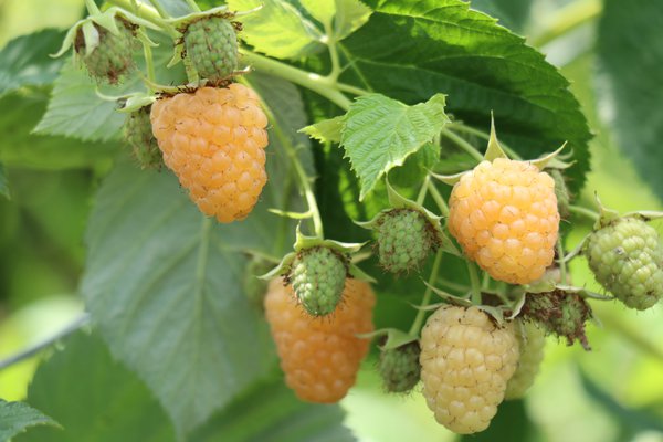 Himbeere, Schlaraffia® 'Golddigger'®, Rubus idaeus