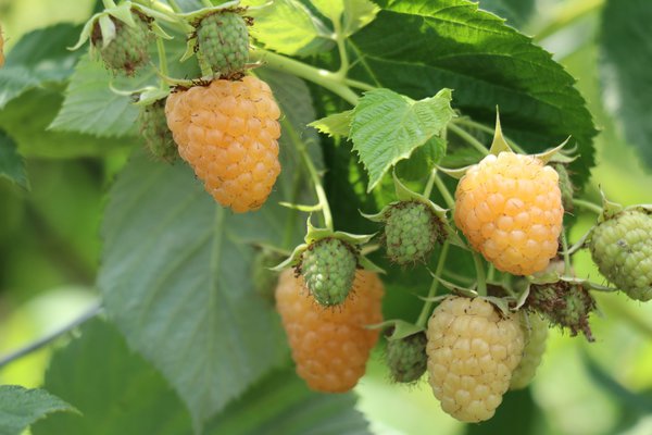 Waldgarten, Himbeere, Schlaraffia Golddigger, Lubera