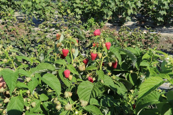 Herbsthimbeere Schlaraffia Naschmich Lubera