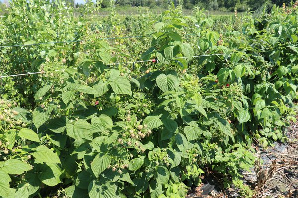 Herbsthimbeere Schlaraffia® Plentiful Herbsthimbeere Schlaraffia® Plentiful