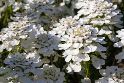 Immergrüne Schleifenblume