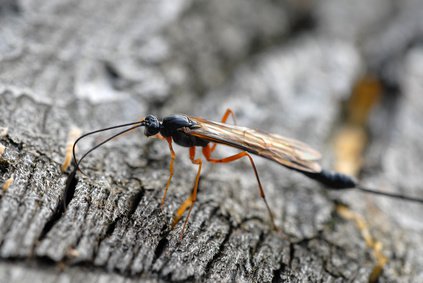 holzwespen, schlupfwespe, Rhyssa persuasoria